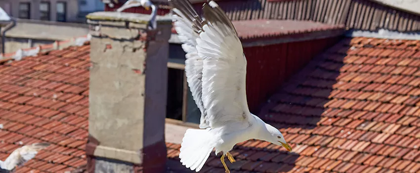 Residential Chimney Animal Removal Solution in Niles, IL