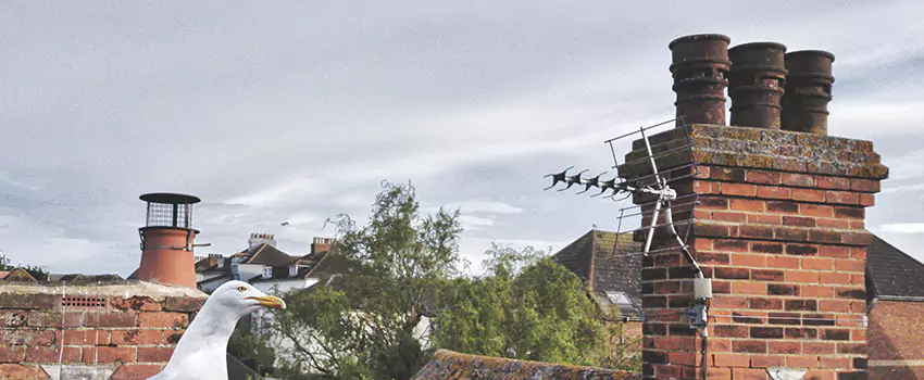 Chimney Cleaning And Restoration in Niles, Illinois